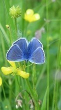 Télécharger une image 360x640 Plantes,Papillons,Fleurs,Insectes pour le portable gratuitement.