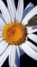 Télécharger une image Plantes,Papillons,Fleurs,Insectes,Camomille pour le portable gratuitement.