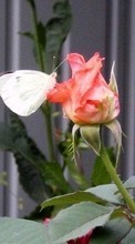 Télécharger une image Plantes,Papillons,Fleurs,Insectes,Roses pour le portable gratuitement.