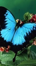 Télécharger une image Plantes,Papillons,Insectes pour le portable gratuitement.