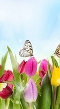 Télécharger une image Plantes,Papillons,Fleurs,Tulipes pour le portable gratuitement.