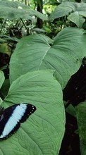 Plantes,Papillons,Insectes,Feuilles pour Samsung D500