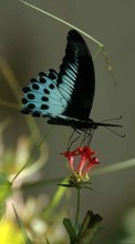 Papillons,Insectes pour BlackBerry 8800