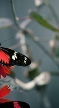 Papillons,Insectes pour LG Optimus L4 2 E440