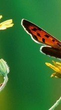 Papillons,Insectes pour Motorola Moto G Power