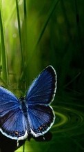 Télécharger une image Papillons,Insectes pour le portable gratuitement.