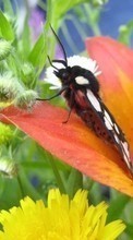 Télécharger une image Papillons,Insectes pour le portable gratuitement.
