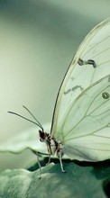 Papillons,Insectes pour Motorola Droid