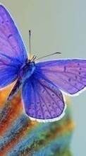 Télécharger une image 320x240 Papillons,Insectes pour le portable gratuitement.