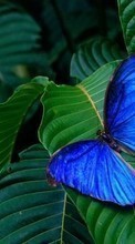 Télécharger une image 240x320 Papillons,Insectes pour le portable gratuitement.