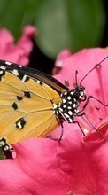 Télécharger une image 320x480 Papillons,Insectes pour le portable gratuitement.