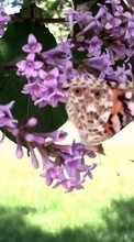 Télécharger une image 1280x800 Plantes,Papillons,Insectes pour le portable gratuitement.