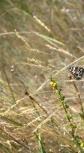 Papillons,Insectes,Herbe pour Fly ERA Nano 7 IQ4407