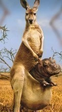 Télécharger une image Hippos,Kangaroo,Animaux pour le portable gratuitement.