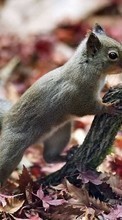 Télécharger une image Animaux,Ecureuils pour le portable gratuitement.