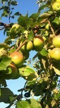 Télécharger une image Pommes,Arbres,Plantes pour le portable gratuitement.