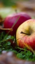 Télécharger une image Plantes,Fruits,Nourriture,Automne,Feuilles,Pommes pour le portable gratuitement.