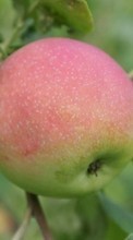 Télécharger une image Pommes,Fruits,Plantes pour le portable gratuitement.