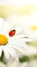 Télécharger une image Plantes,Fleurs,Insectes,Camomille,Coccinelles pour le portable gratuitement.