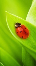 Herbe,Insectes,Coccinelles