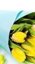 Télécharger une image Fêtes,Fleurs,Contexte,De Pâques,Tulipes,Bouquets pour le portable gratuitement.