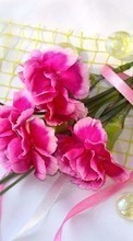 Télécharger une image Plantes,Fleurs,Bouquets,Oeillets pour le portable gratuitement.