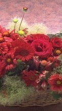 Télécharger une image 128x160 Fêtes,Plantes,Fleurs,Roses,Chrysanthème,Bouquets pour le portable gratuitement.