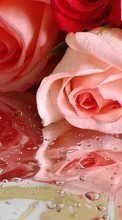 Télécharger une image Plantes,Fleurs,Roses,Bouquets,Drops pour le portable gratuitement.