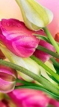 Télécharger une image Plantes,Fleurs,Tulipes,Bouquets,Drops pour le portable gratuitement.