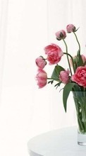 Télécharger une image Fleurs,Bouquets,Still life,Plantes pour le portable gratuitement.