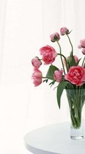 Télécharger une image Plantes,Fleurs,Pivoines,Bouquets pour le portable gratuitement.