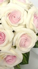 Télécharger une image Mariage,Fêtes,Plantes,Fleurs,Roses,Bouquets pour le portable gratuitement.