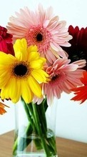Télécharger une image Fêtes,Plantes,Fleurs,Bouquets pour le portable gratuitement.