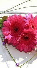 Télécharger une image Fêtes,Plantes,Fleurs,Bouquets pour le portable gratuitement.