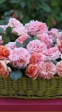 Télécharger une image Fêtes,Plantes,Fleurs,Roses,Bouquets pour le portable gratuitement.