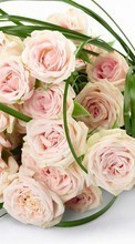 Télécharger une image Fêtes,Plantes,Fleurs,Roses,Bouquets pour le portable gratuitement.