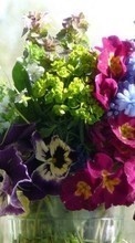 Télécharger une image Plantes,Fleurs,Bouquets pour le portable gratuitement.