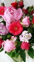 Télécharger une image Fleurs,Bouquets,Plantes pour le portable gratuitement.