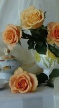 Télécharger une image Bouquets,Fleurs,Plantes pour le portable gratuitement.