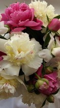 Bouquets,Fleurs,Plantes pour Samsung Galaxy Pocket Neo