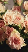 Télécharger une image Plantes,Fleurs,Roses,Bouquets pour le portable gratuitement.