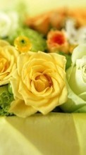 Fleurs,Roses,Bouquets,Plantes pour Samsung Optimus L7 P705
