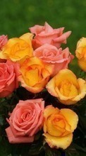 Télécharger une image Plantes,Fleurs,Roses,Bouquets pour le portable gratuitement.
