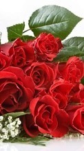 Télécharger une image Bouquets,Fleurs,Plantes,Roses pour le portable gratuitement.
