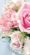 Télécharger une image Bouquets,Fleurs,Plantes,Roses pour le portable gratuitement.
