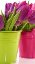 Télécharger une image Plantes,Fleurs,Tulipes,Bouquets pour le portable gratuitement.