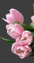 Télécharger une image Bouquets,Plantes,Fleurs,Tulipes pour le portable gratuitement.