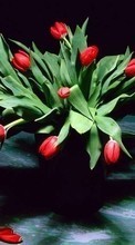 Télécharger une image Plantes,Fleurs,Tulipes,Bouquets pour le portable gratuitement.