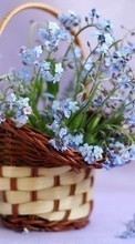 Télécharger une image Bouquets,Plantes pour le portable gratuitement.