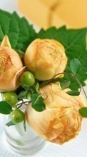 Télécharger une image Plantes,Roses,Bouquets pour le portable gratuitement.